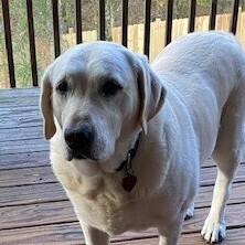 Fundraising Page: Christy Glidewell